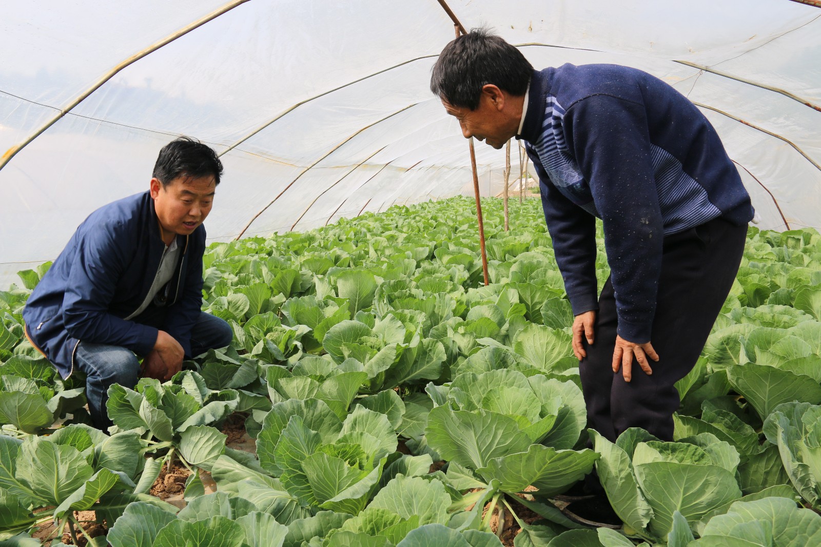 在种植小区调研8.jpg